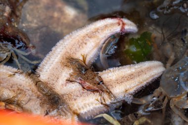 Almanya 'nın sylt adasında balık tutarken tesadüfen bir deniz yıldızı üzerindeki karidesler