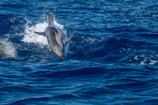 Mavi denizde zıplayan çizgili bir yunus.