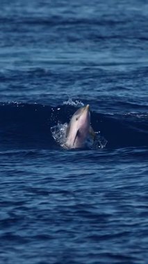 Mavi denizde ağır çekimde zıplayan Mutlu Çizgili Yunuslar