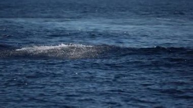 Mavi denizde ağır çekimde zıplayan Mutlu Çizgili Yunuslar