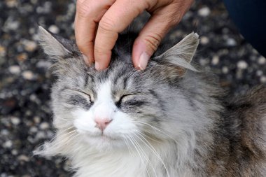 Gri beyaz bir kediyi okşayan bir el.