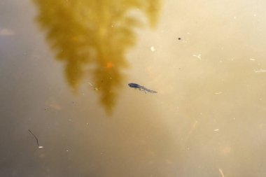 # Gölette bir yürüme direği #