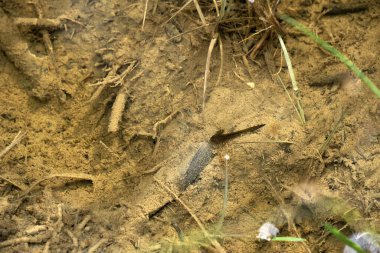 Genç bir Ichthyosaura alpestris alp semenderi Dolomite dağlarında