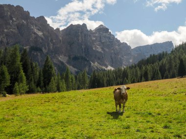 Dolomite dağlarında alp ineği detayı