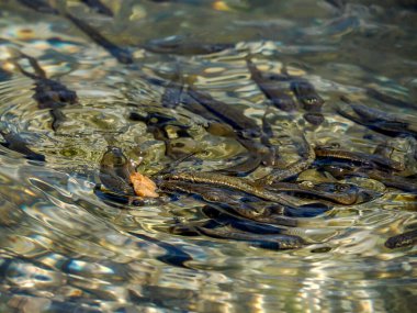 Dolomitlerdeki alp gölünde küçük balıklar