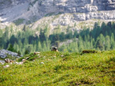 Dolomite dağlarındaki dağ sıçanı yuvası İtalya 'da.