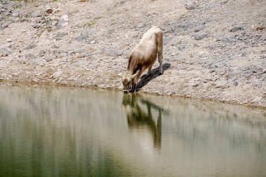 Dolomitlerdeki alp inekleri limuzin gölü fanes park dağlarında içerler.
