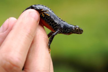 Dolomite dağlarında bir Ichthyosaura alpestris alp semenderi görülüyor.