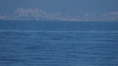 Kılıç balıkçılığı denizden atlamak