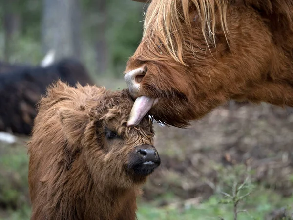 Bison Avec Cornes Vue Laterale Zoo Detail Stock Photo