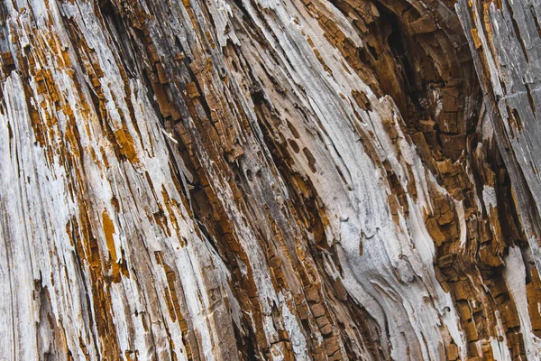 Kesilen ağaç gövdesi ahşap tahıl doku