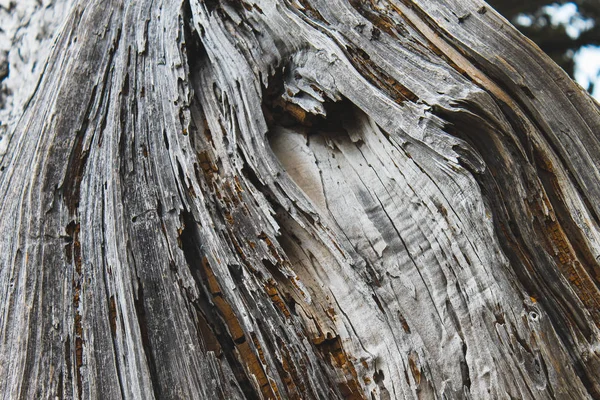 Wood Grain Texture Felled Tree Trunk — Stock Photo, Image