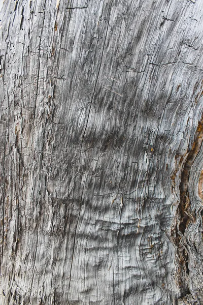Textura Grão Madeira Tronco Árvore Derrubada — Fotografia de Stock