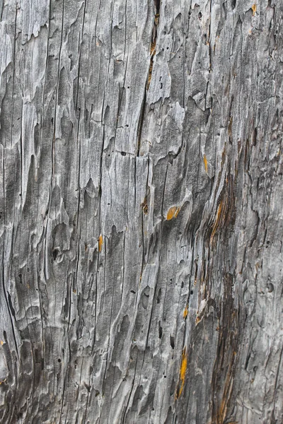 Textura Grão Madeira Tronco Árvore Derrubada — Fotografia de Stock