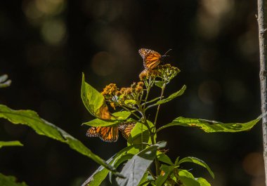 Kral kelebekleri (Danaus pleksippus) Meksika 'nın El Capulin, Donato Guerra tapınağında besleniyor, mor bir çiçekten nektar ve polen yiyorlar.