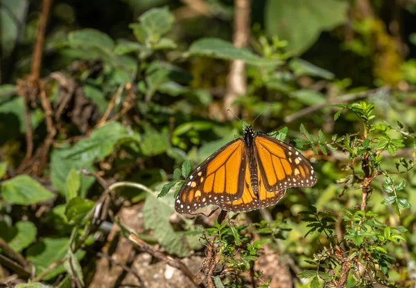 Borboleta Monarca Danaus Plexippus Banhos Sol Poleiros Uma Planta Santuário — Fotografia de Stock