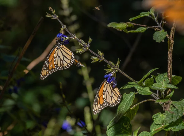 Borboletas Monarca Danaus Plexippus Alimentando Santuário Mexicano Capulin Donato Guerra — Fotografia de Stock