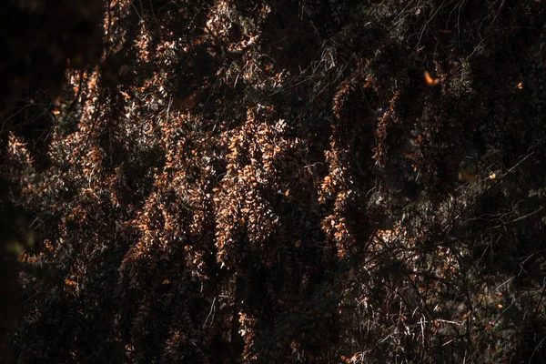 Borboletas Monarca Plexipo Danaus Agrupados Pinheiro Santuário Mexicano Capulin Donato — Fotografia de Stock