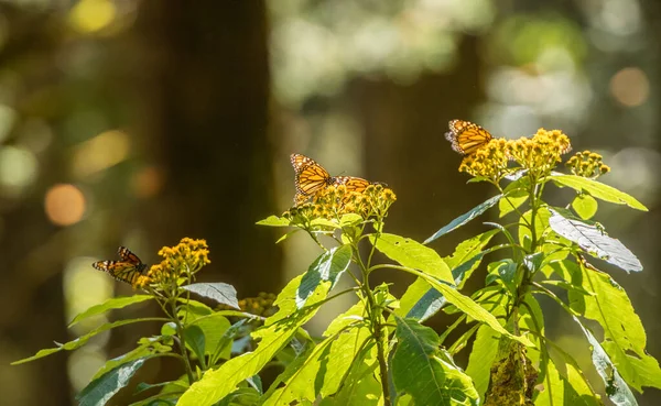 Borboletas Monarca Danaus Plexippus Alimentando Néctar Pólen Flores Amarelas Santuário — Fotografia de Stock