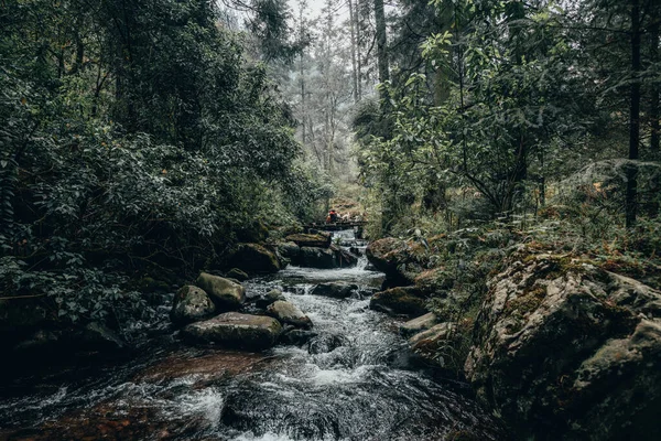 Paisagem Florestal Você Pode Ver Árvores Riacho Pedras Uma Hica — Fotografia de Stock