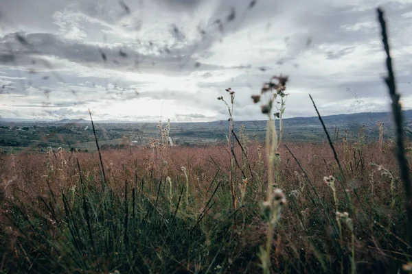 Natuurlandschap Met Een Laag Uitzicht Waar Planten Gras Bergen Aan — Stockfoto
