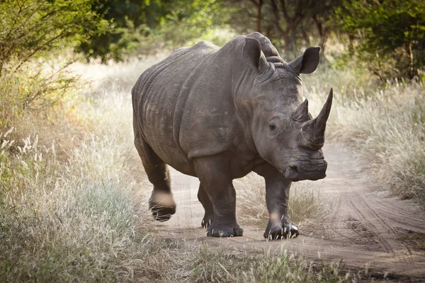 Rhinoceros Reserva Natural Bandia Senegal — Fotografia de Stock