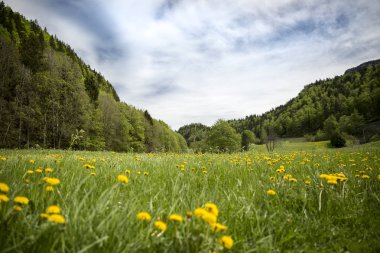 çiçek açan yeşil çayır, İsviçre ile Jura dağının manzara