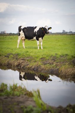 Hollanda Holstein süt tarlada otlatma, Hollanda