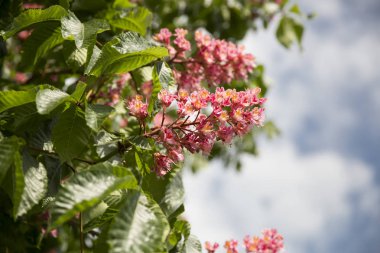 Pembe çiçekli çukur ağacı