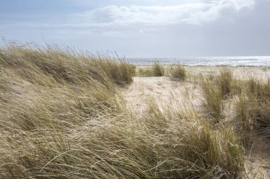 Fransa 'nın Vendee şehrinde L' aiguillon sur Mer sahilinde kumullar