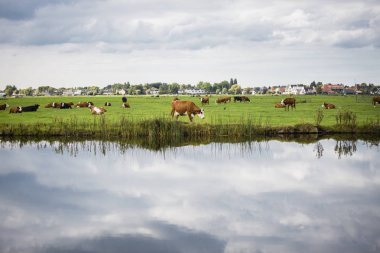 Hollanda Holstein süt tarlada otluyor, Hollanda