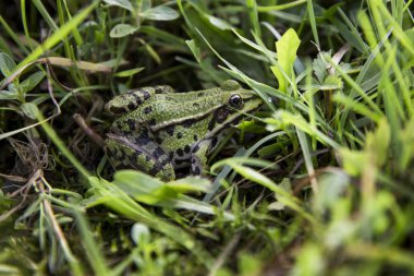 Çimlerde yeşil kurbağa