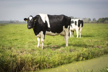 Hollanda Holstein süt tarlada otlatma, Hollanda