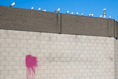 Renkli kırmızı boyalı beton ve tuğla duvar sıçradı, deniz kuşları parlak mavi bir arka planda duvara tünedi.
