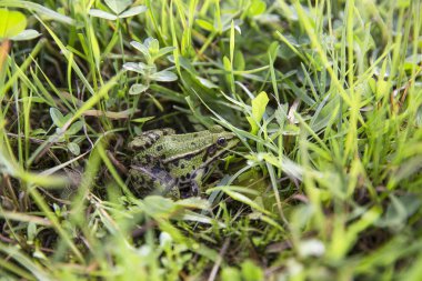 Çimlerde yeşil kurbağa