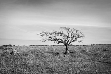 Açık bir gökyüzü arka plan ile kuru sarı çim tepe üzerinde siyah ve beyaz küçük ölü ağaç