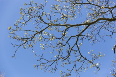 Mavi gökyüzü ile tomurcuk ve genç yaprakları ile bir ağacın dalları üzerinde yakın