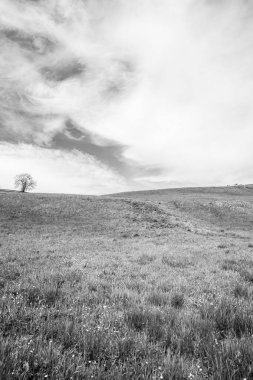 çiçek açan yeşil çayır, İsviçre ile Jura dağının manzara