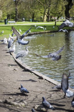 Büyük Mavi Heron (Ardea herodias) parkta etrafında uçan güvercinler tarafından surrpunded