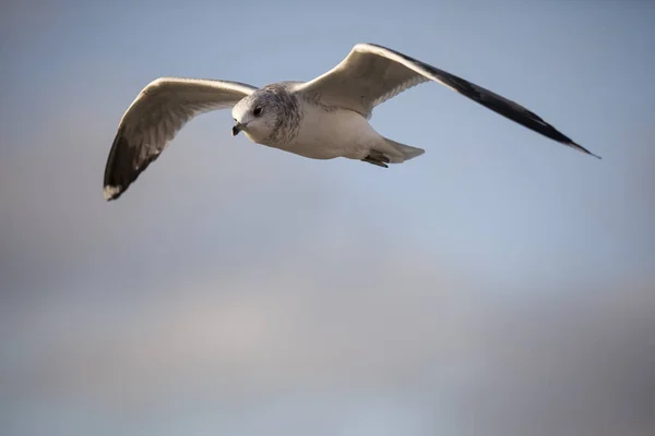 Uccello Marino Che Vola Contro Cielo Blu — Foto Stock