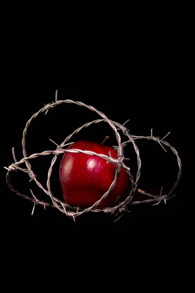 Forbidden Fruit Apple Wrapped Barbed Wire Black Background — Zdjęcie stockowe