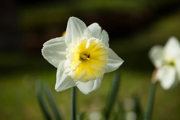 Желтый Цветок Нарцисса Лугу — стоковое фото
