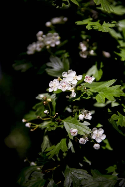Branches Aux Feuilles Vertes Fleurs Blanches Fleurs — Photo