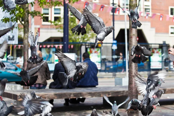 Gente Sentada Banco Ciudad Palomas Volando Por Ámsterdam —  Fotos de Stock