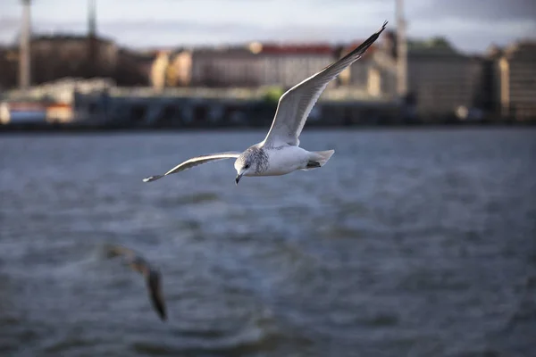 Море Окрестностях Хельсинки Летающими Морскими Птицами — стоковое фото