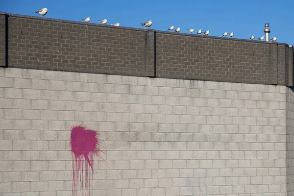 Renkli Kırmızı Boyalı Beton Tuğla Duvar Sıçradı Deniz Kuşları Parlak — Stok fotoğraf