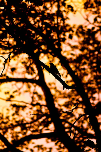 Silueta Ptáka Stromě Při Západu Slunce — Stock fotografie