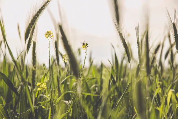 Pole Rostoucí Mladé Zelené Pšenice — Stock fotografie