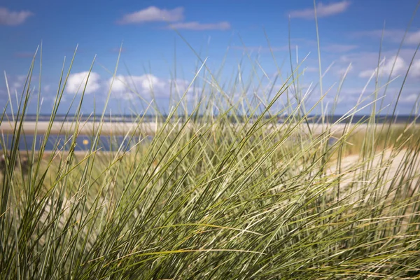 Sanddyner Med Gräs Och Strand Ameland Island Nederländerna — Stockfoto