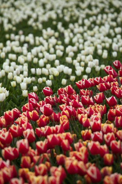Primavera Holanda Campo Tulipanes Rosados Blancos —  Fotos de Stock